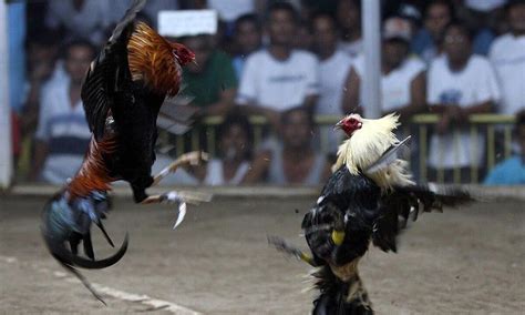 rooster fight game spins Published on: November 16, 2022 18 Best Fighting Rooster Breeds and Gamefowl Fighting chickens have been bred to be extremely aggressive and have